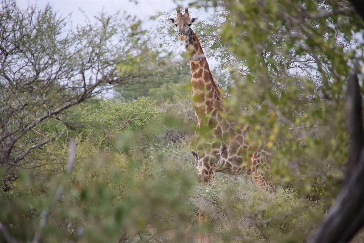 Masai giraffe