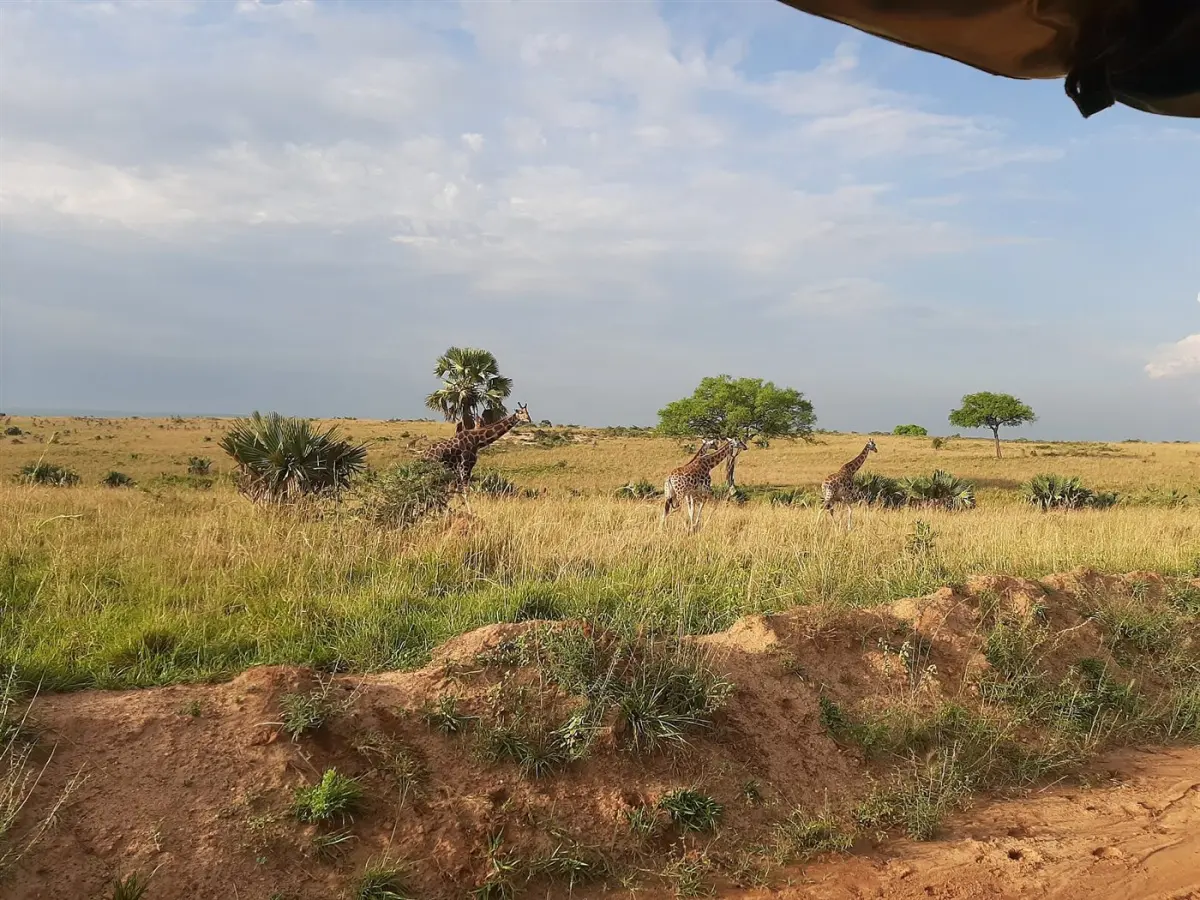Giraffe & zebra