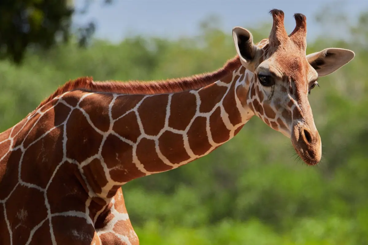 Giraffe & zebra