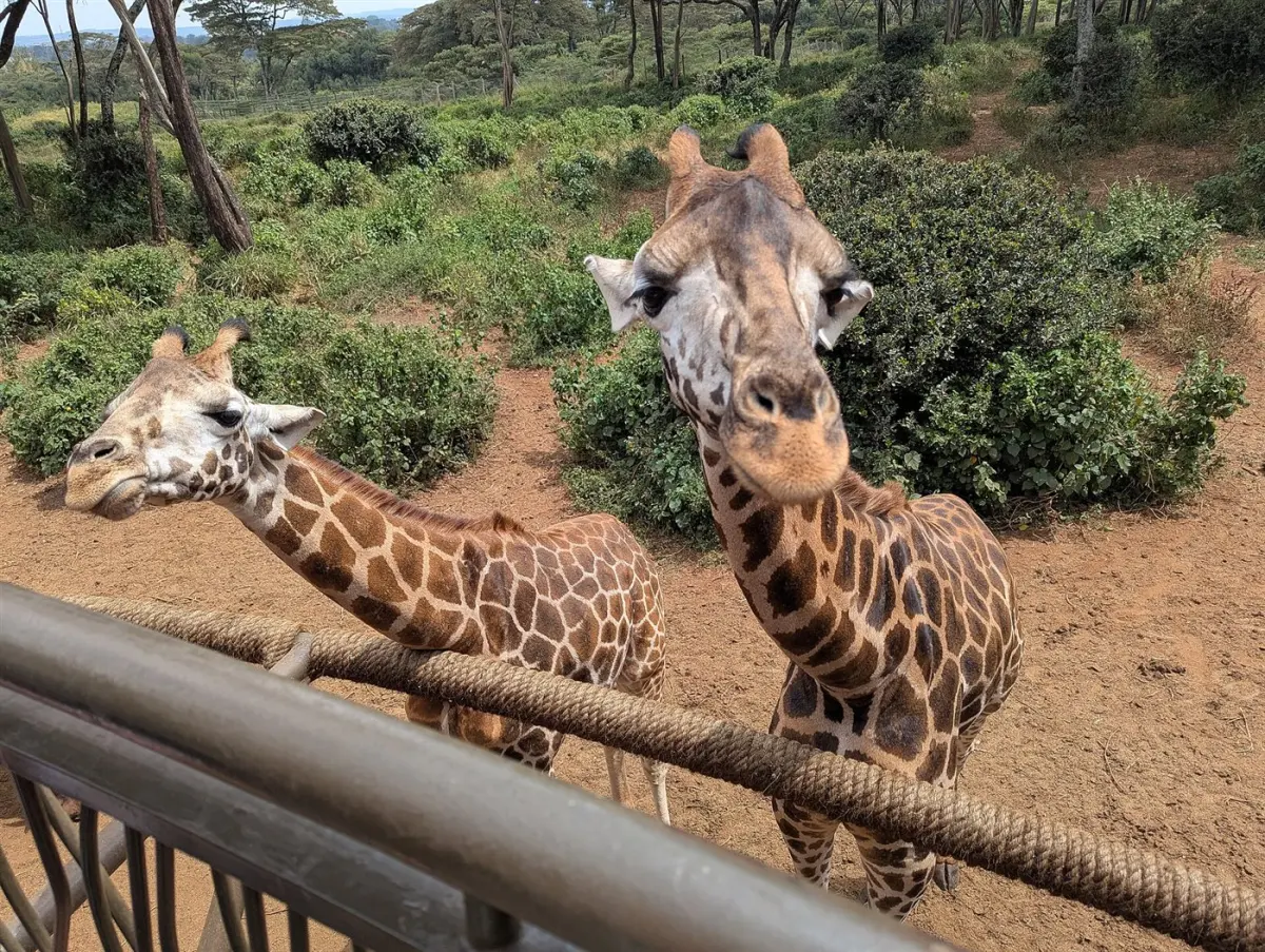 Giraffe & colobus monkey