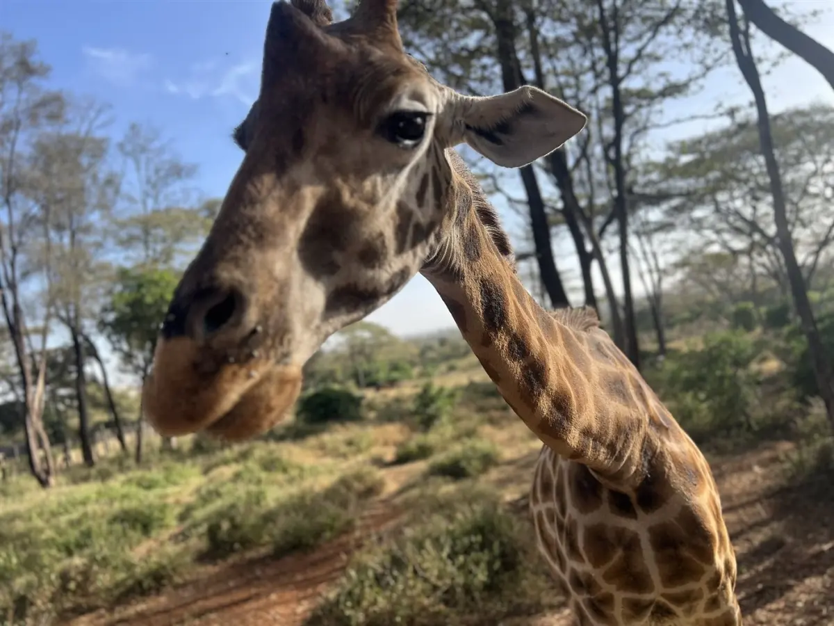Giraffe & buffalo