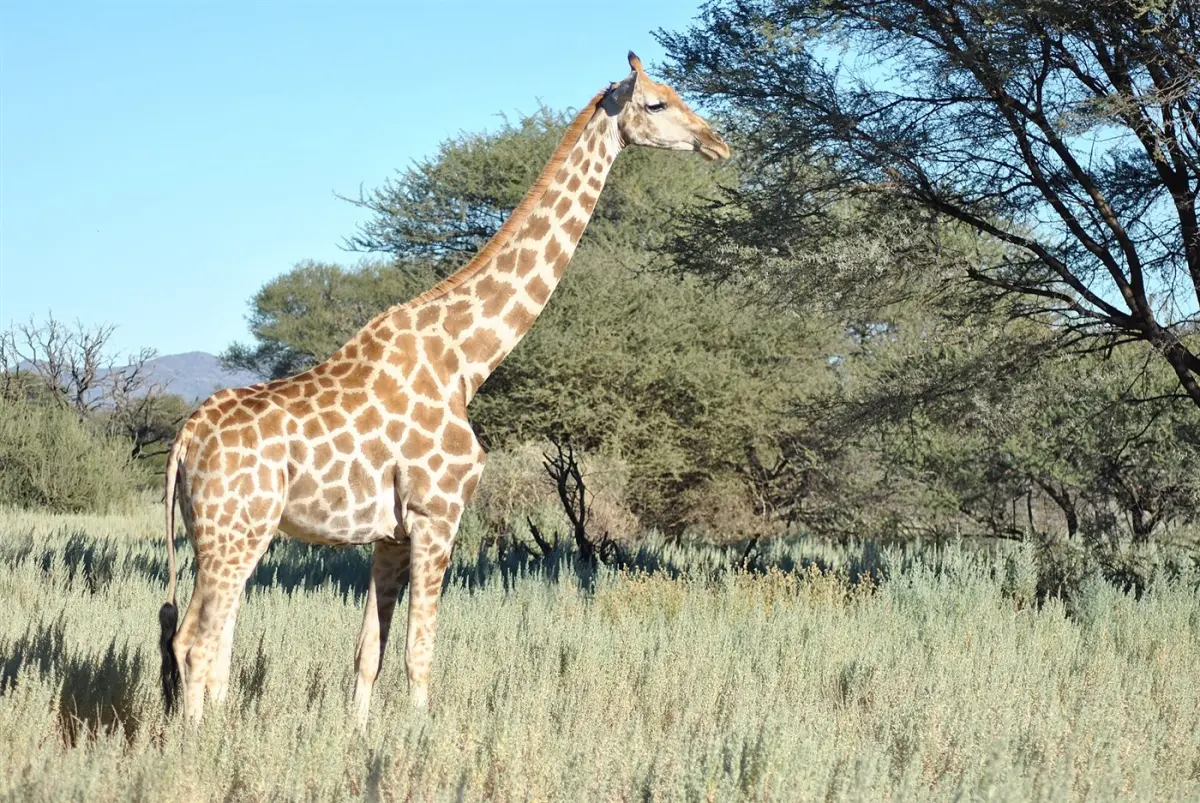 Giraffe & zebra