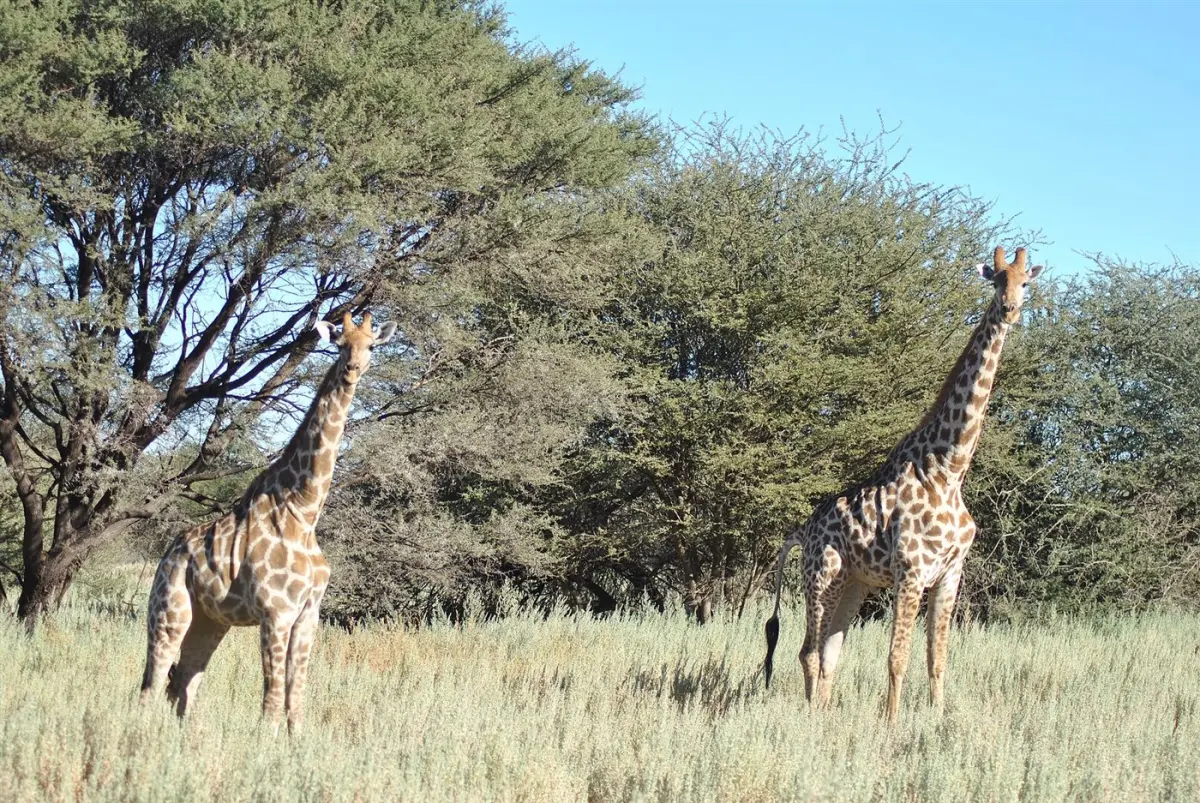 Giraffe