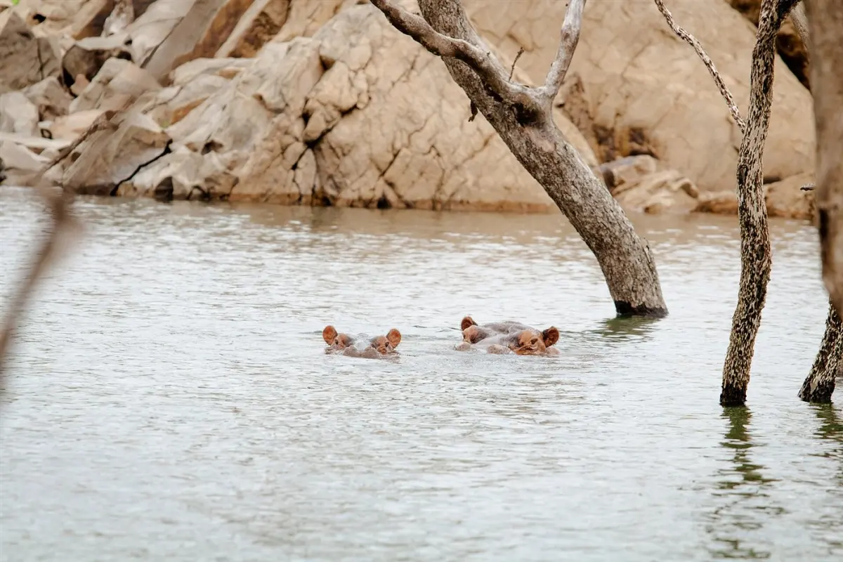 Hippopotamus