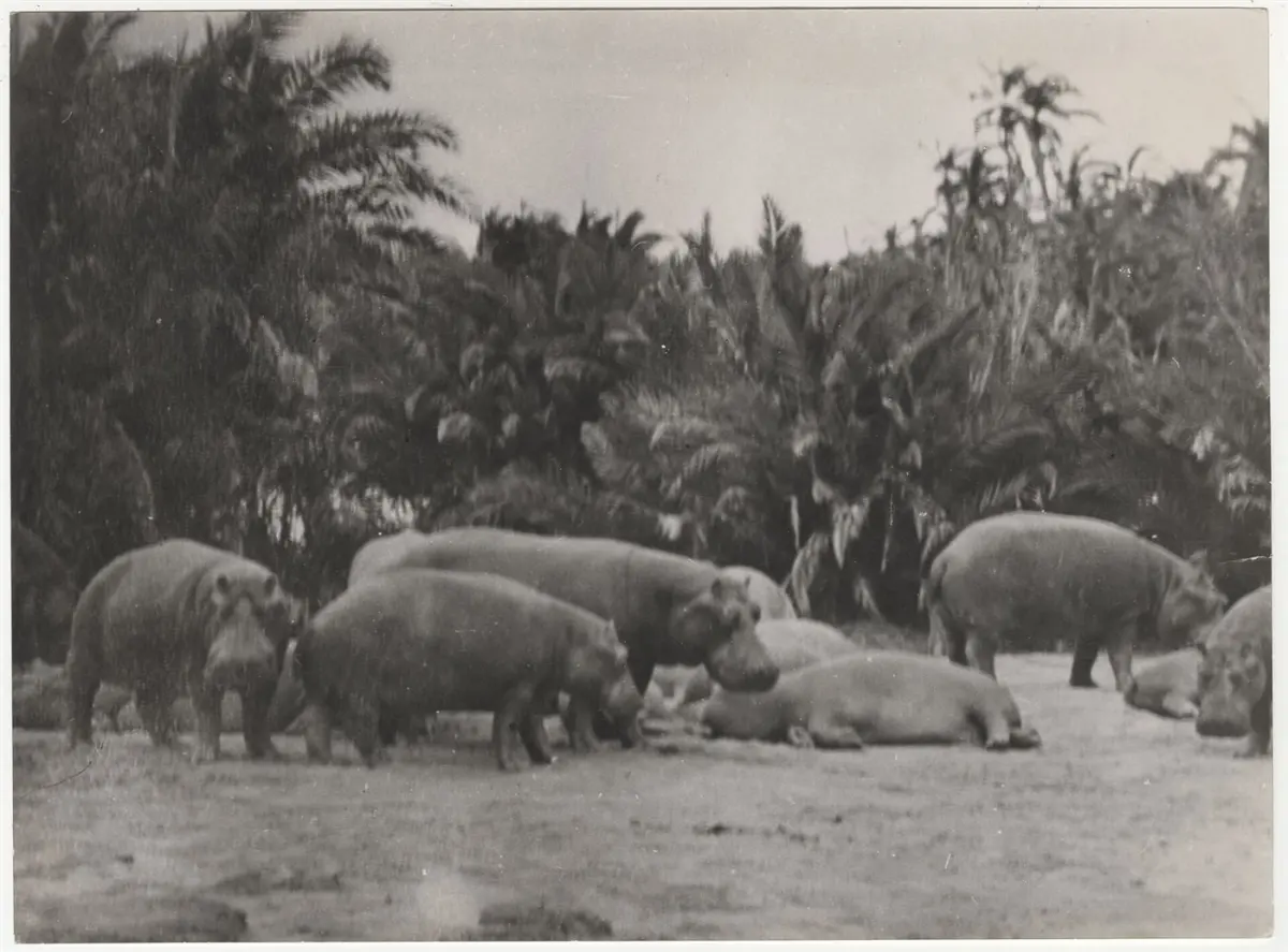 Hippopotamus