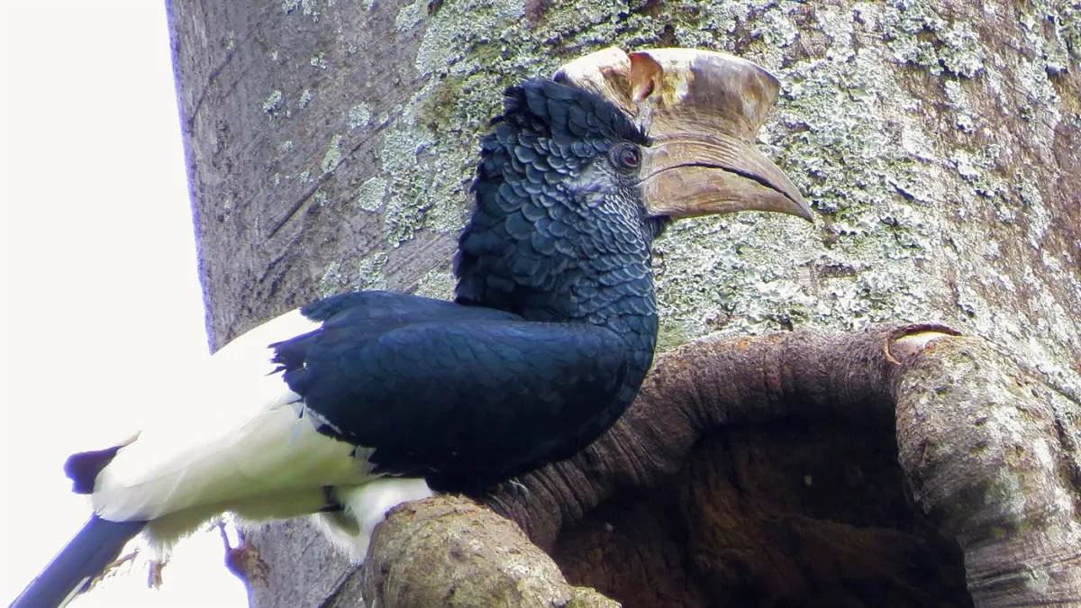 Hornbills & sunbirds