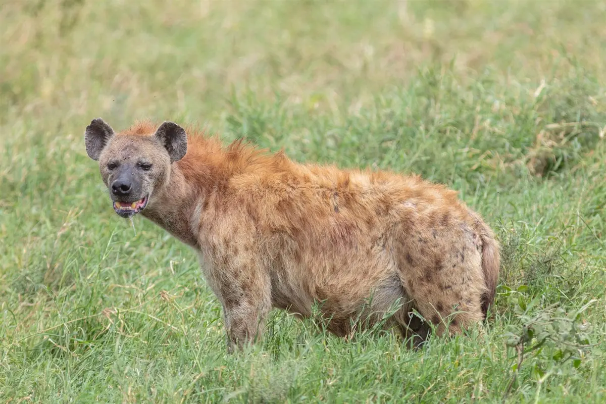 Spotted hyena
