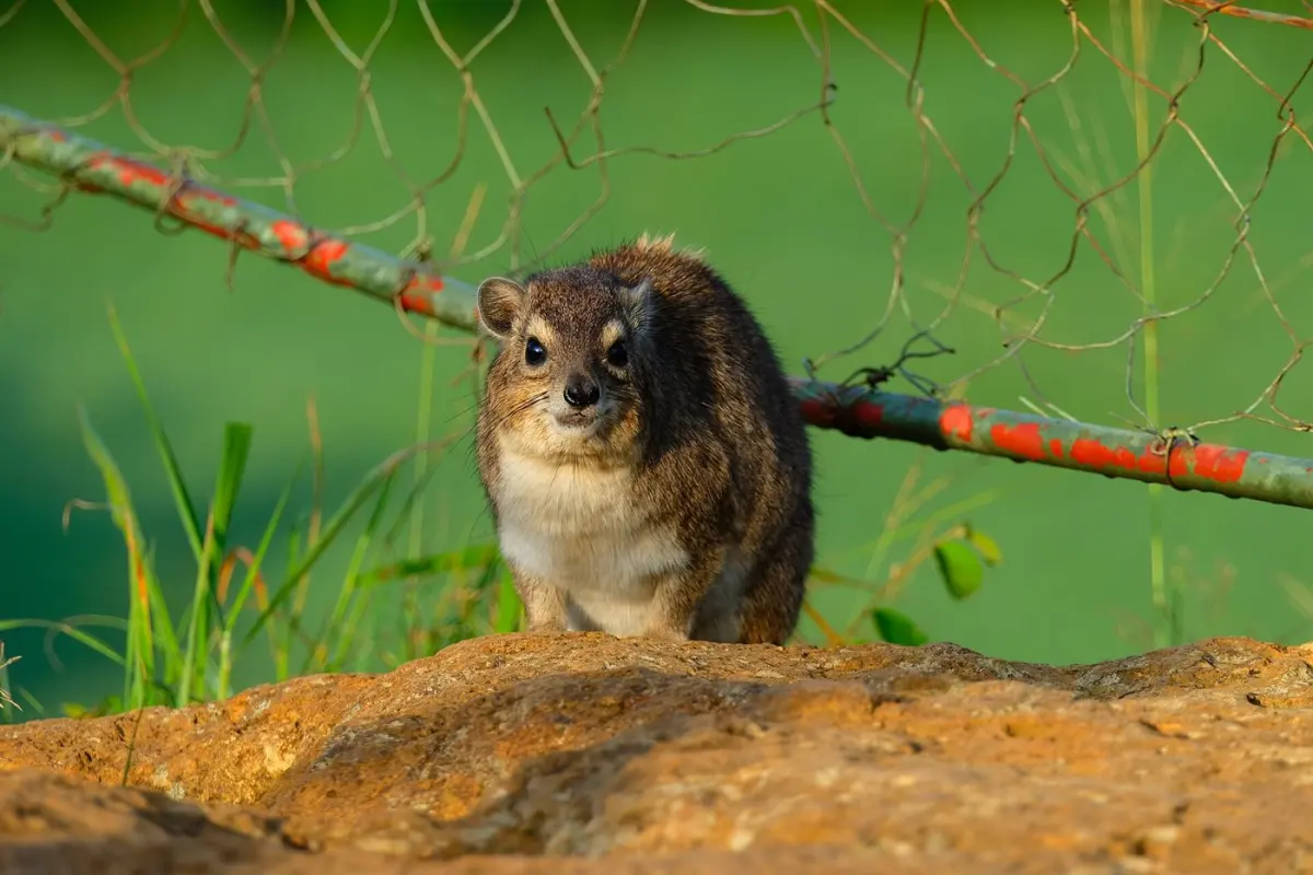 Rock hyrax