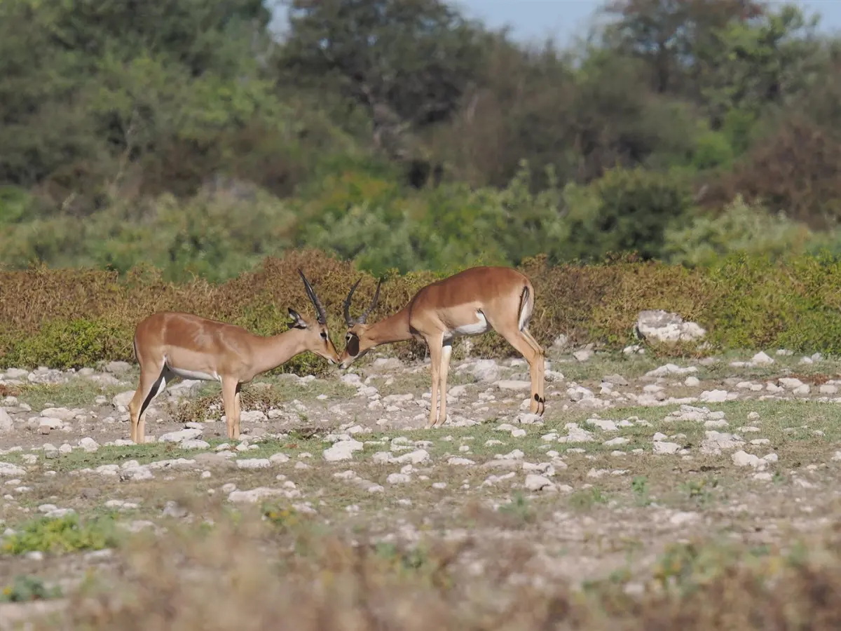 Impala
