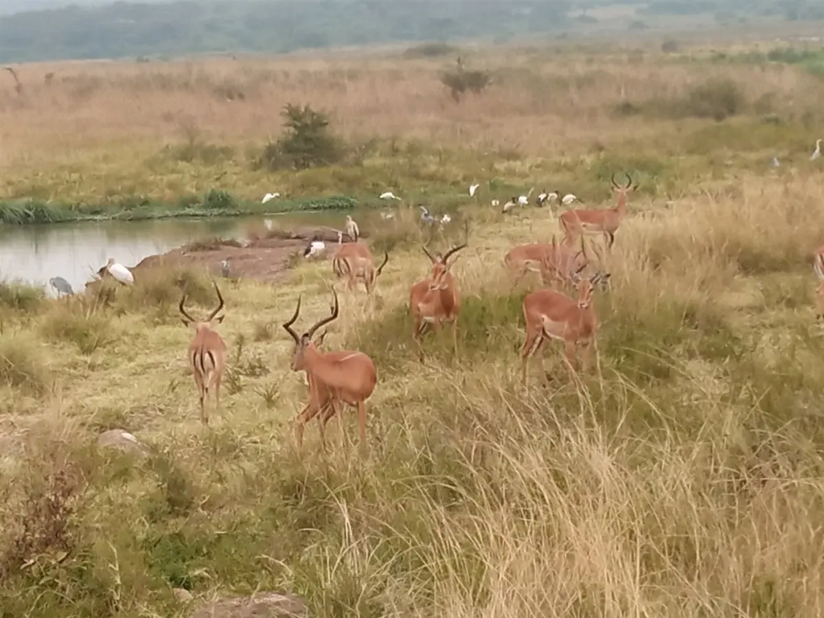 Impala