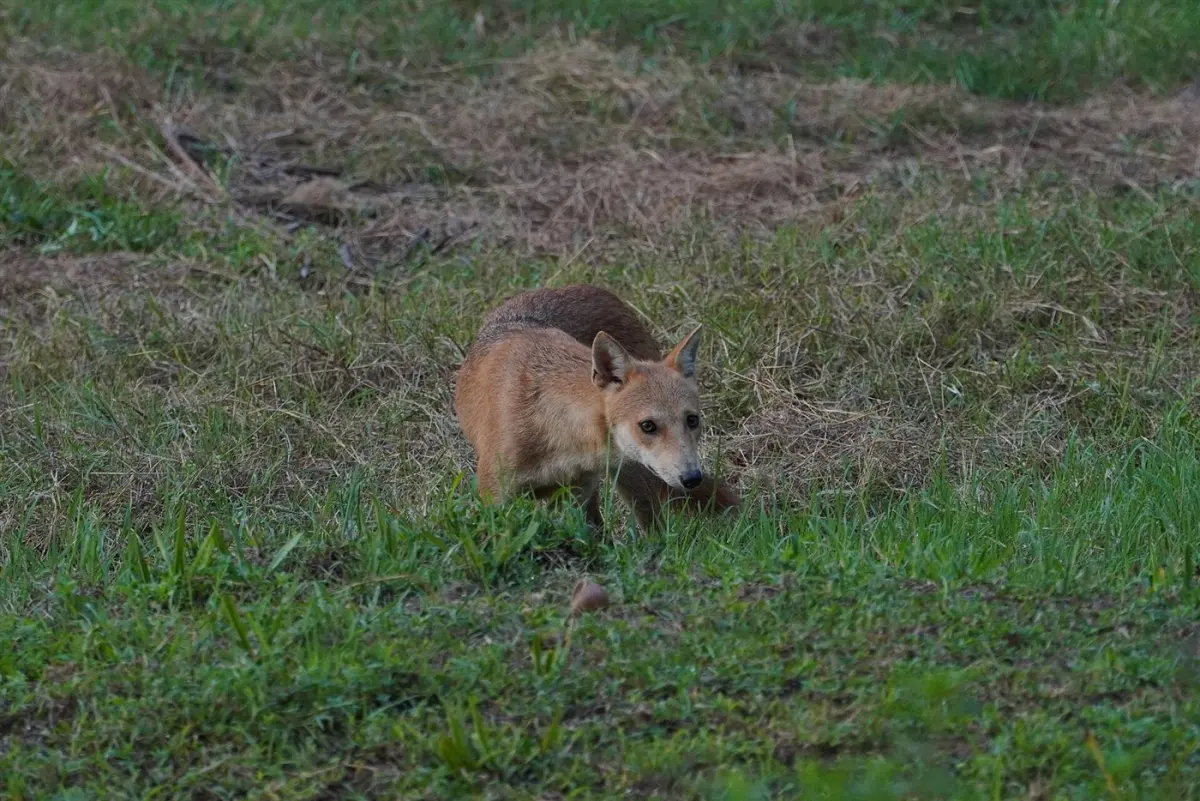 Jackal