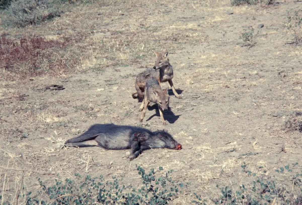 Jackal