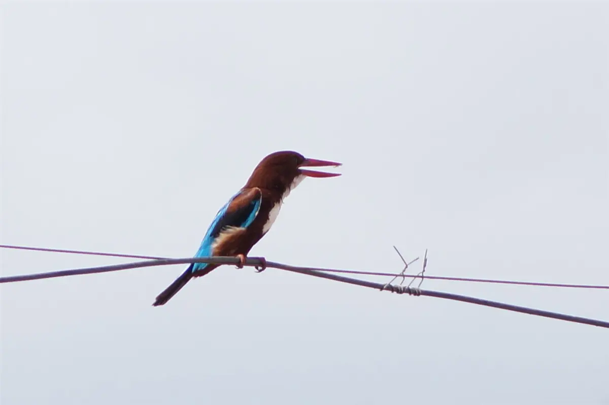 Kingfishers & herons
