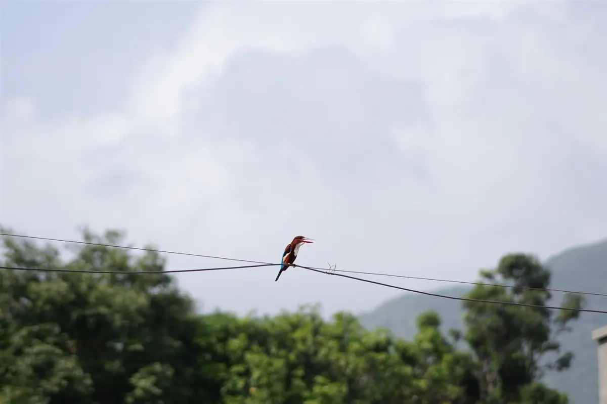Kingfishers