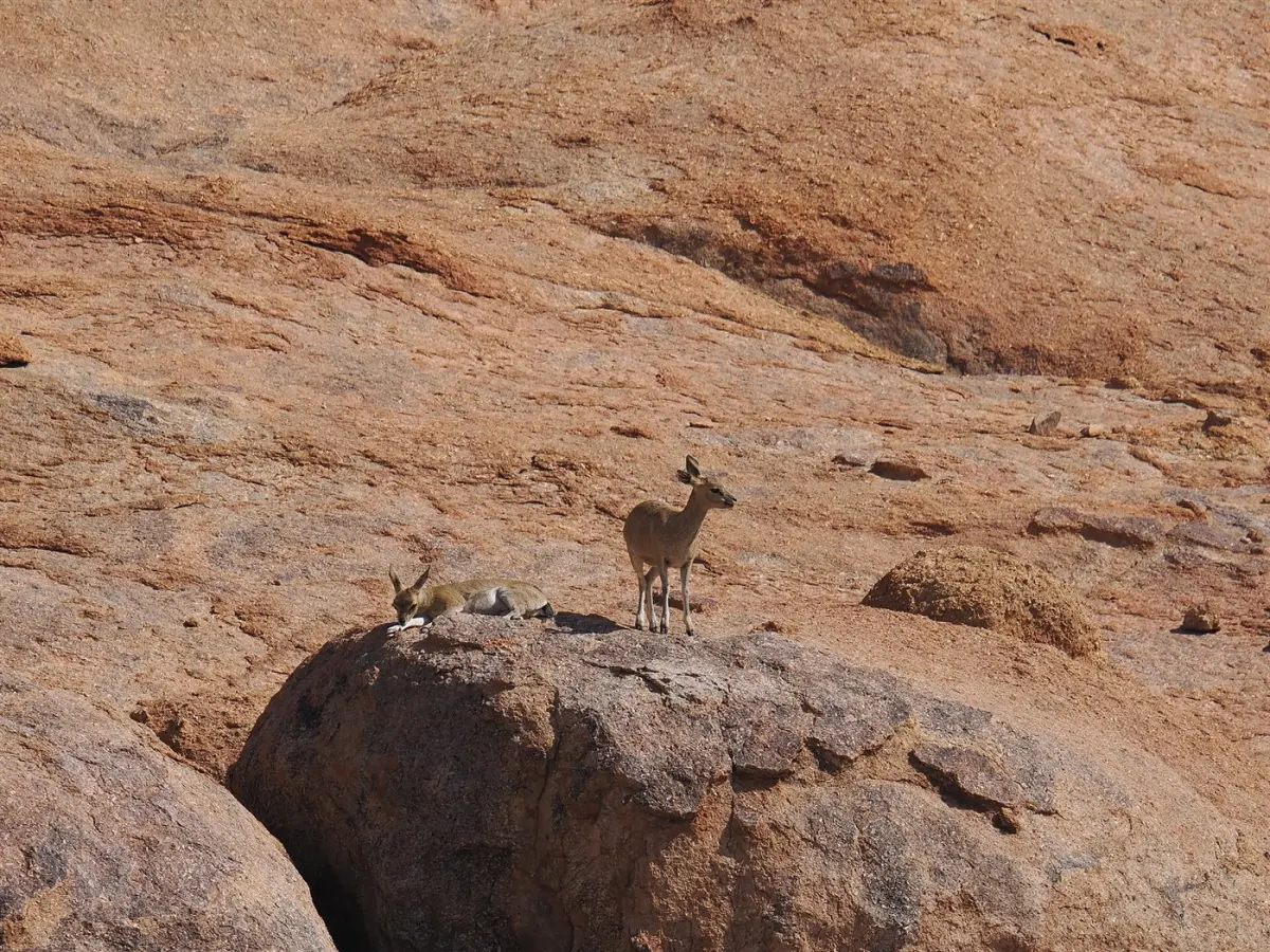 Klipspringer
