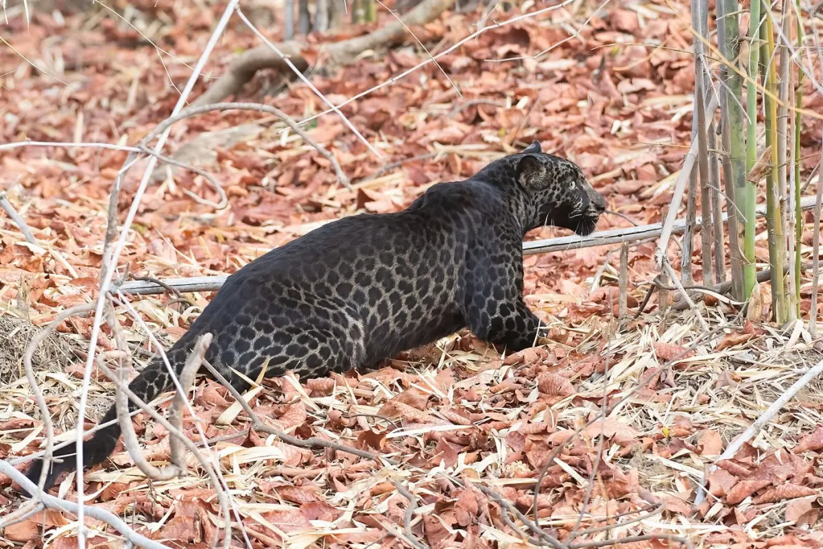 Leopard