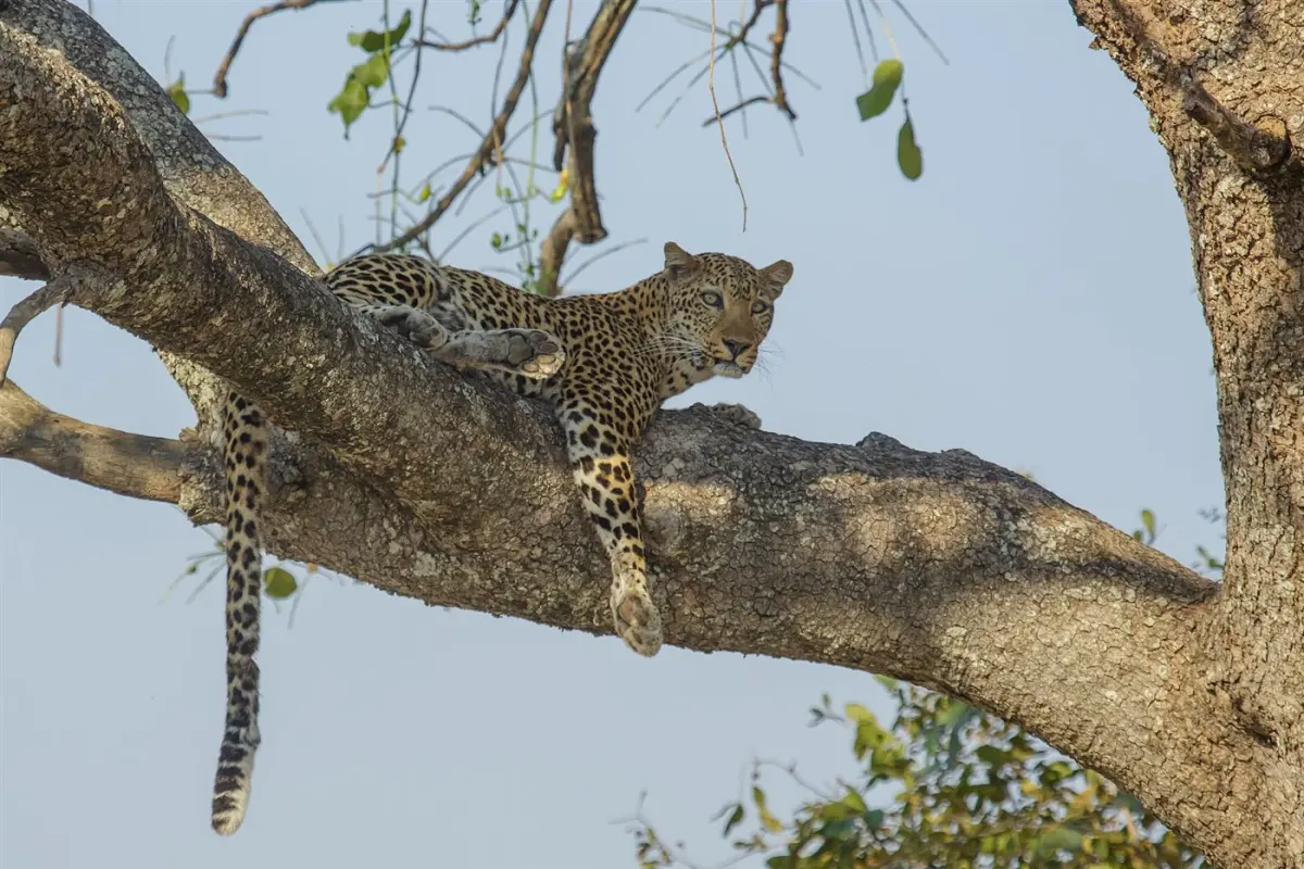 Leopard