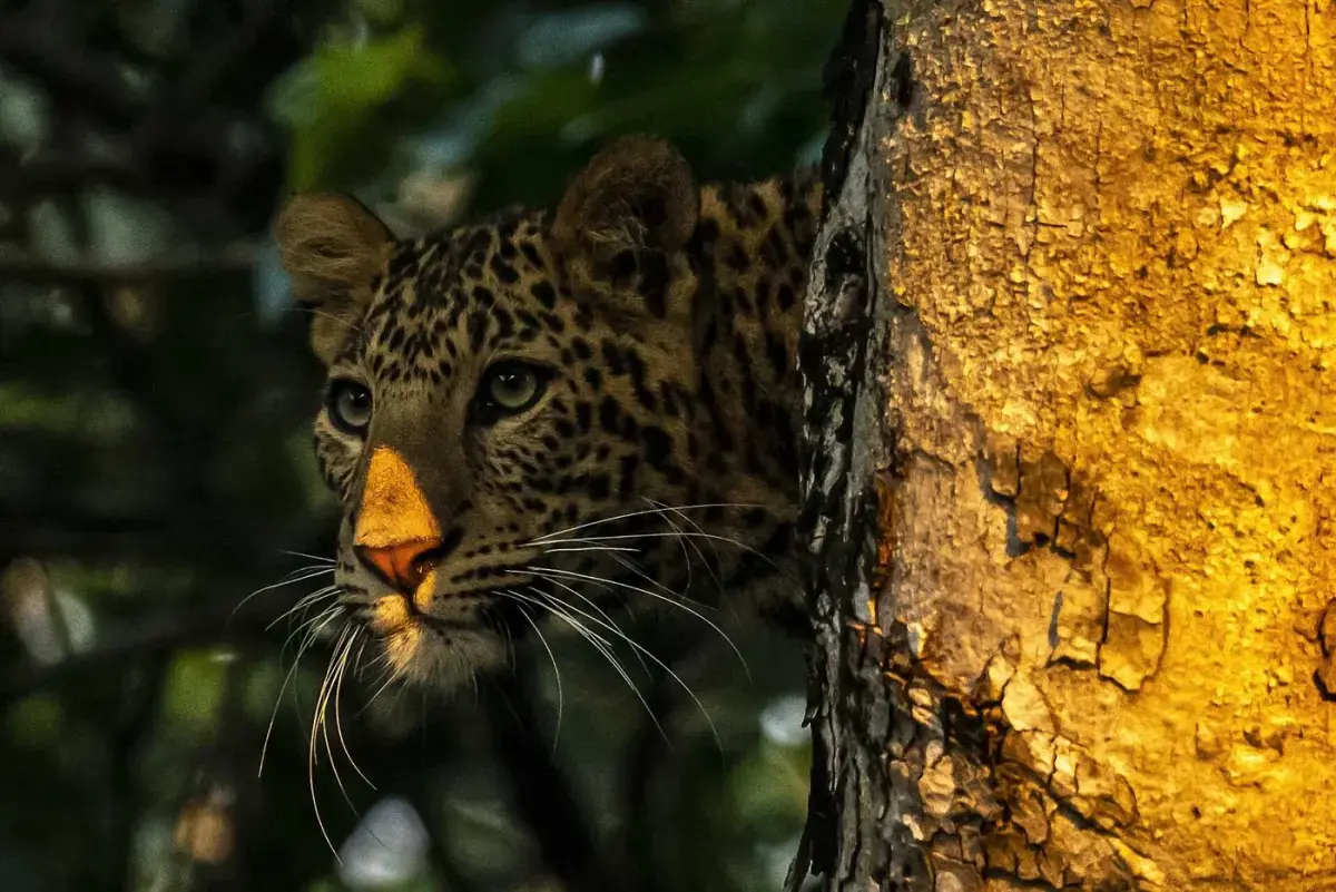 Leopard