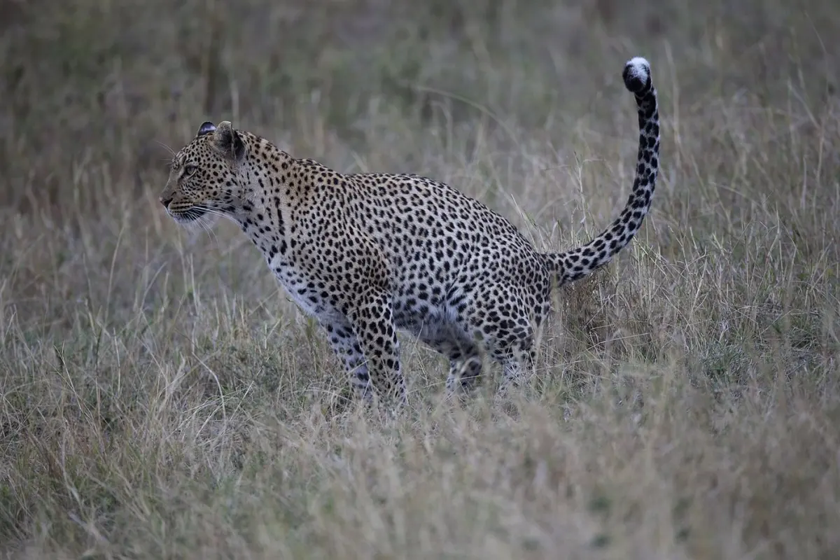Leopard & serval