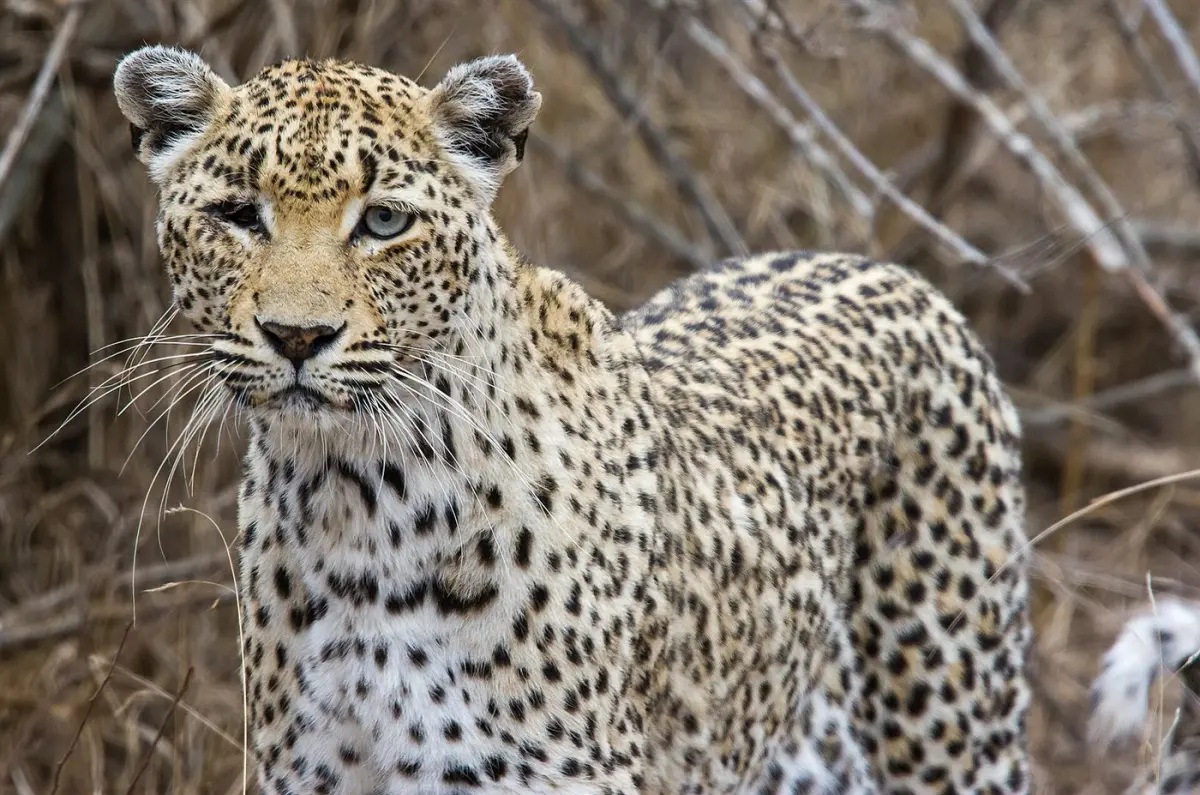 Leopard