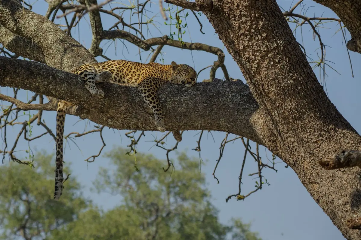 Leopard