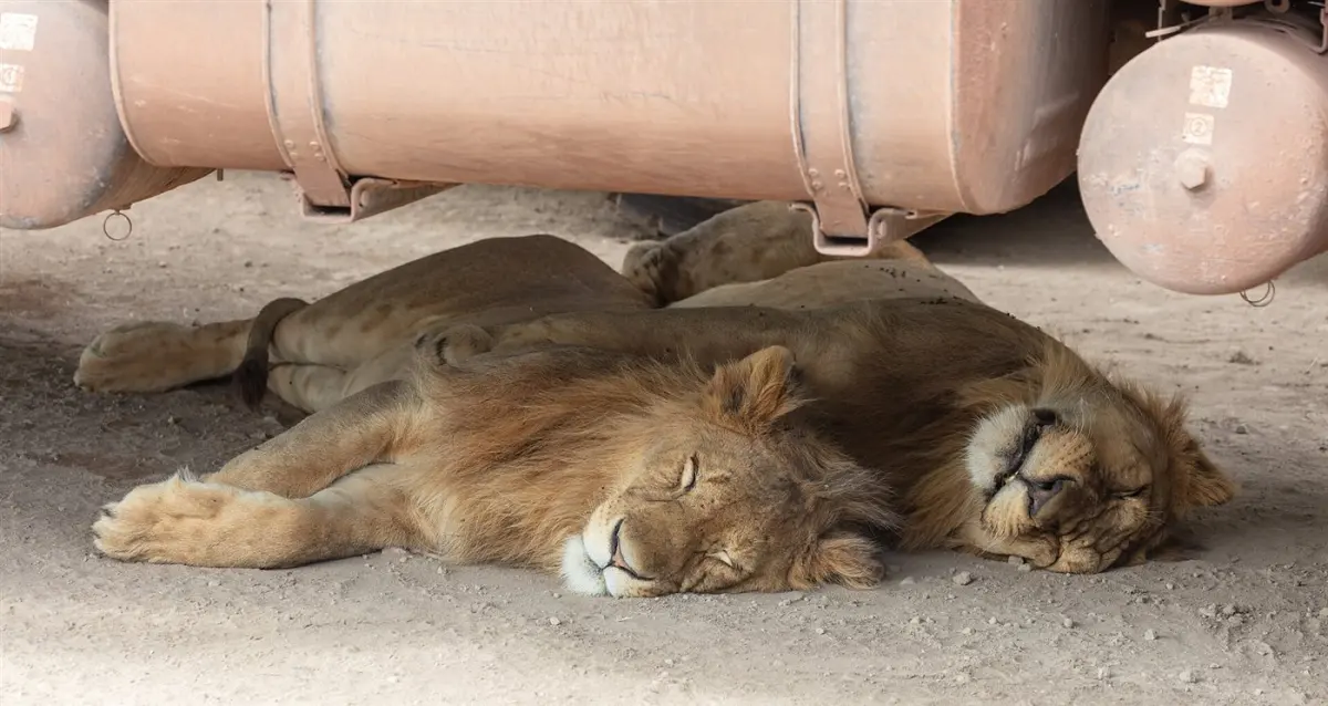 Lion