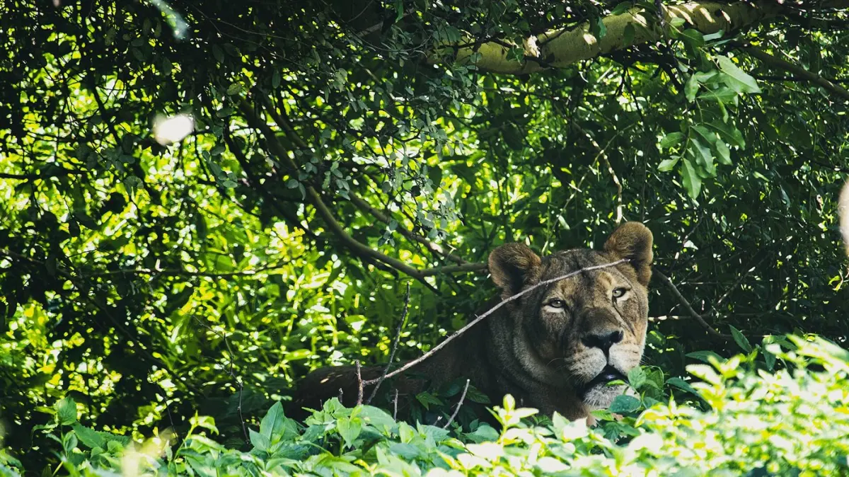 Lion & leopard