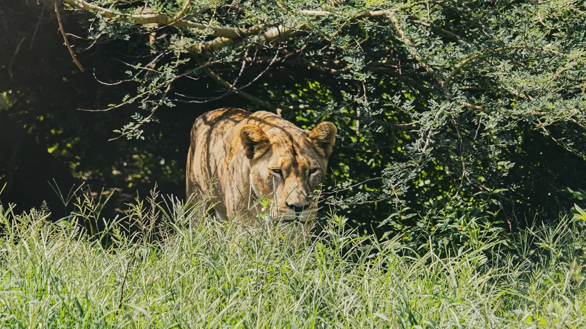Lion