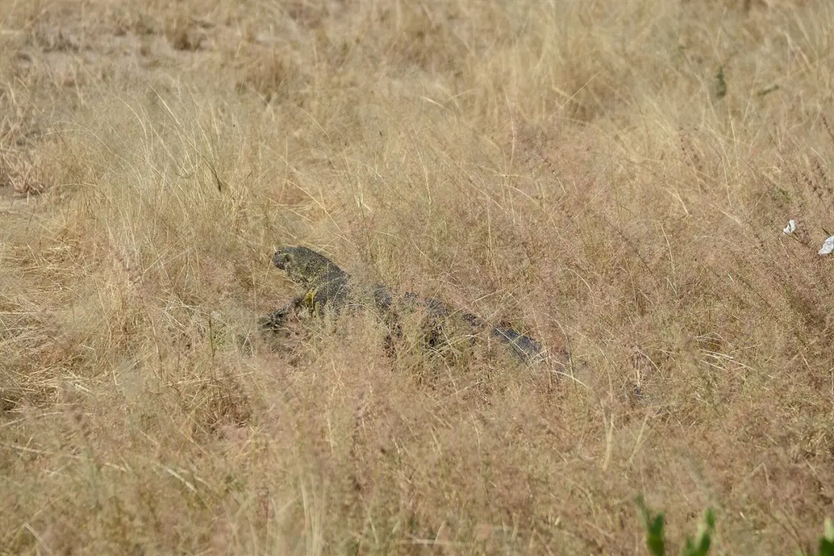 Monitor lizard