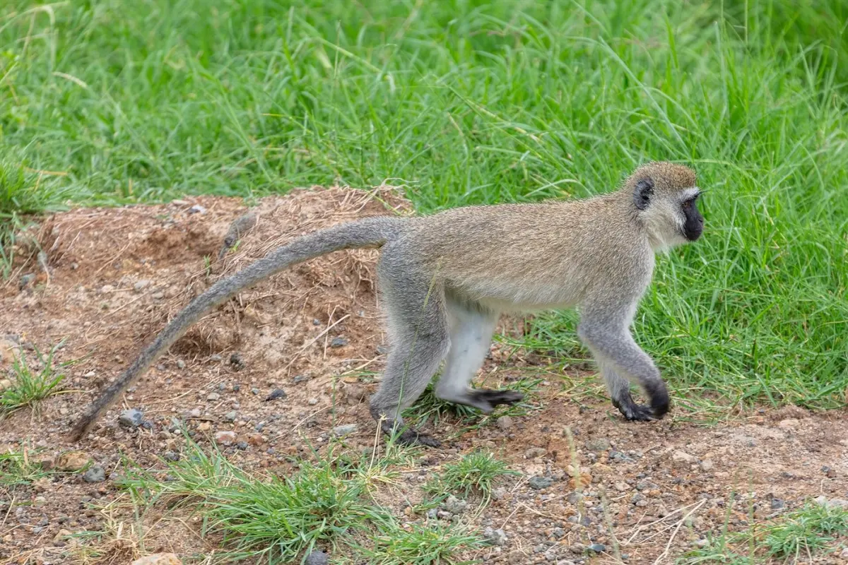 Blue monkey & bushbuck