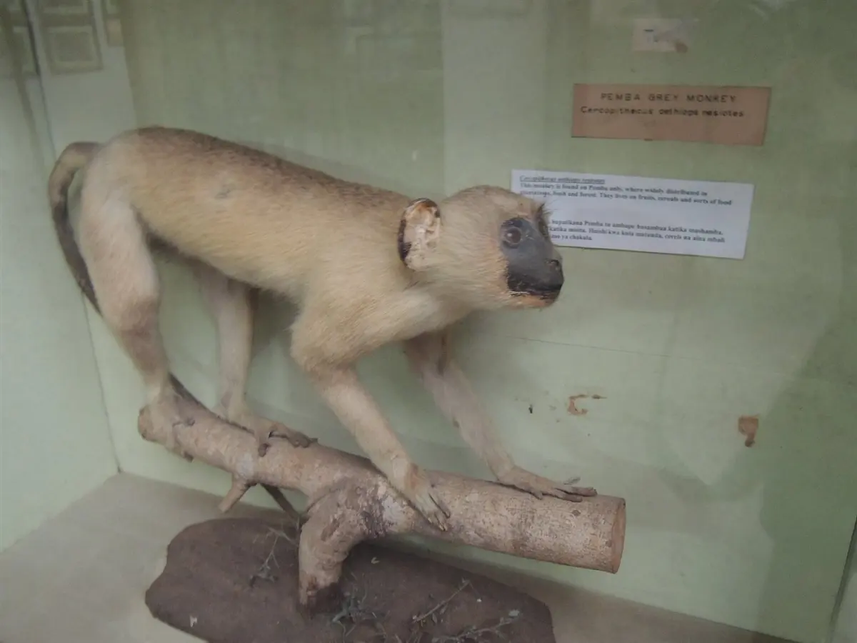 Red-tailed & blue monkeys