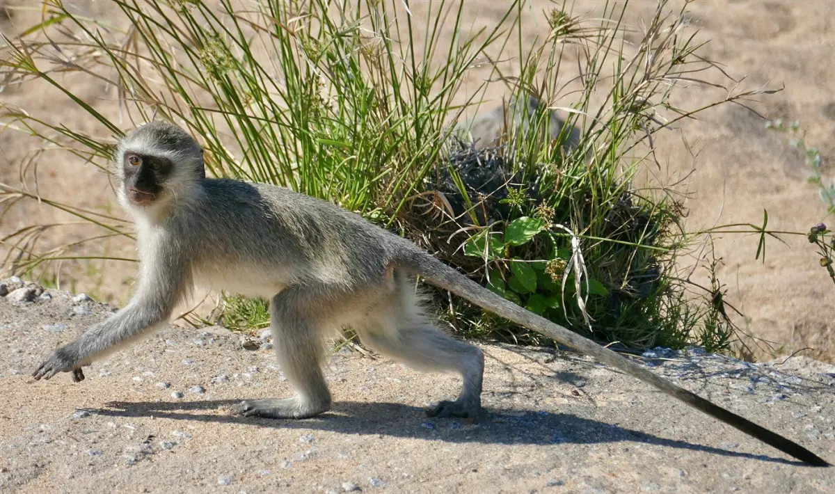 Blue monkey & bushbaby