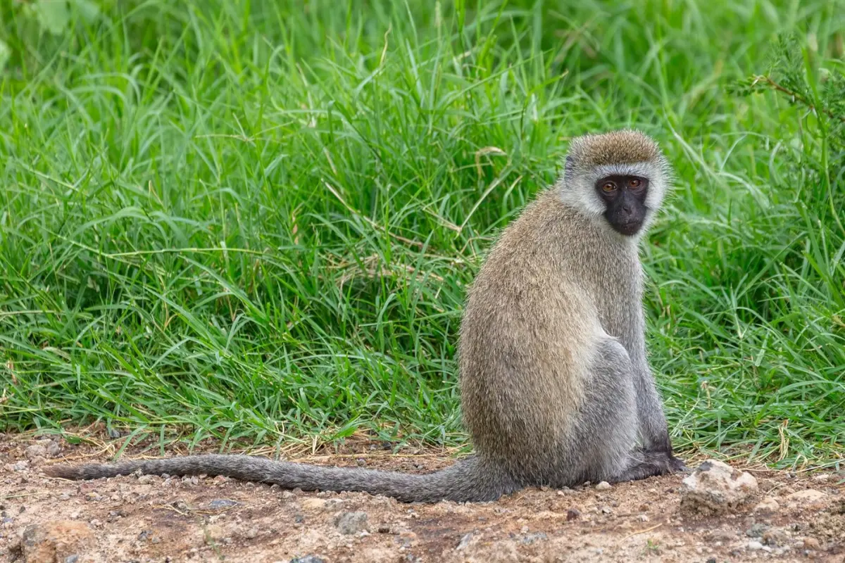Vervet monkey & baboon