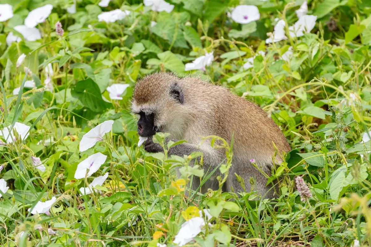 Vervet monkey