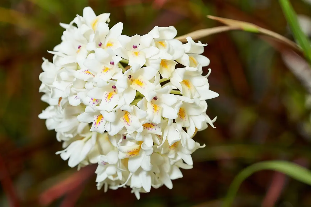 Orchids