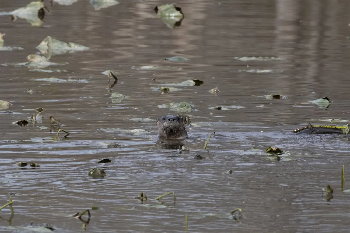 Spotted-necked otter