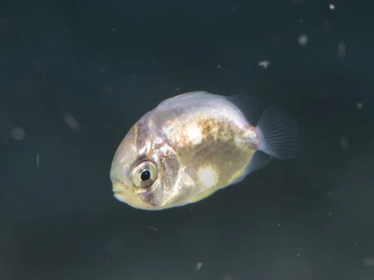 Reef & lagoon fish