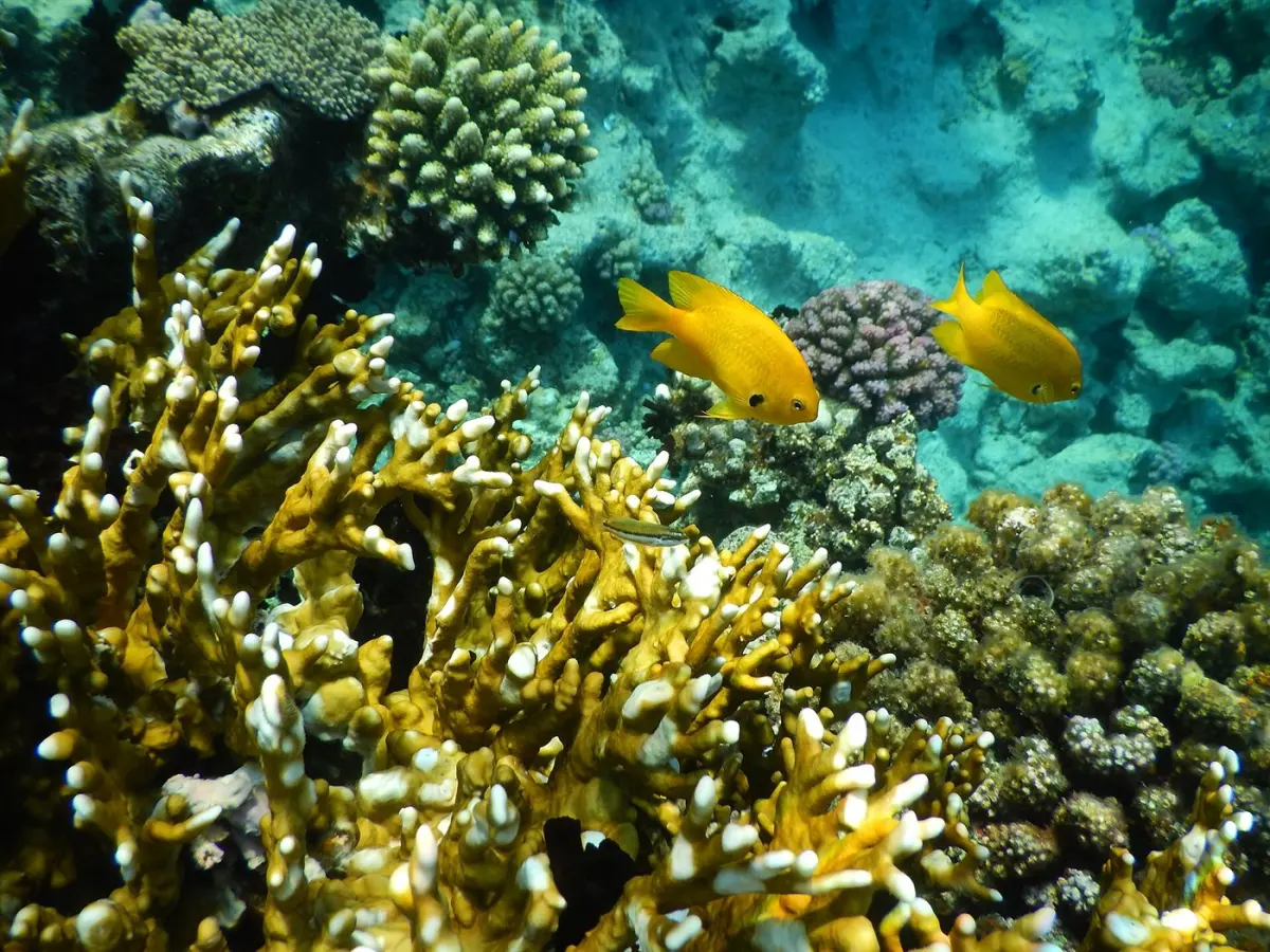Reef fish