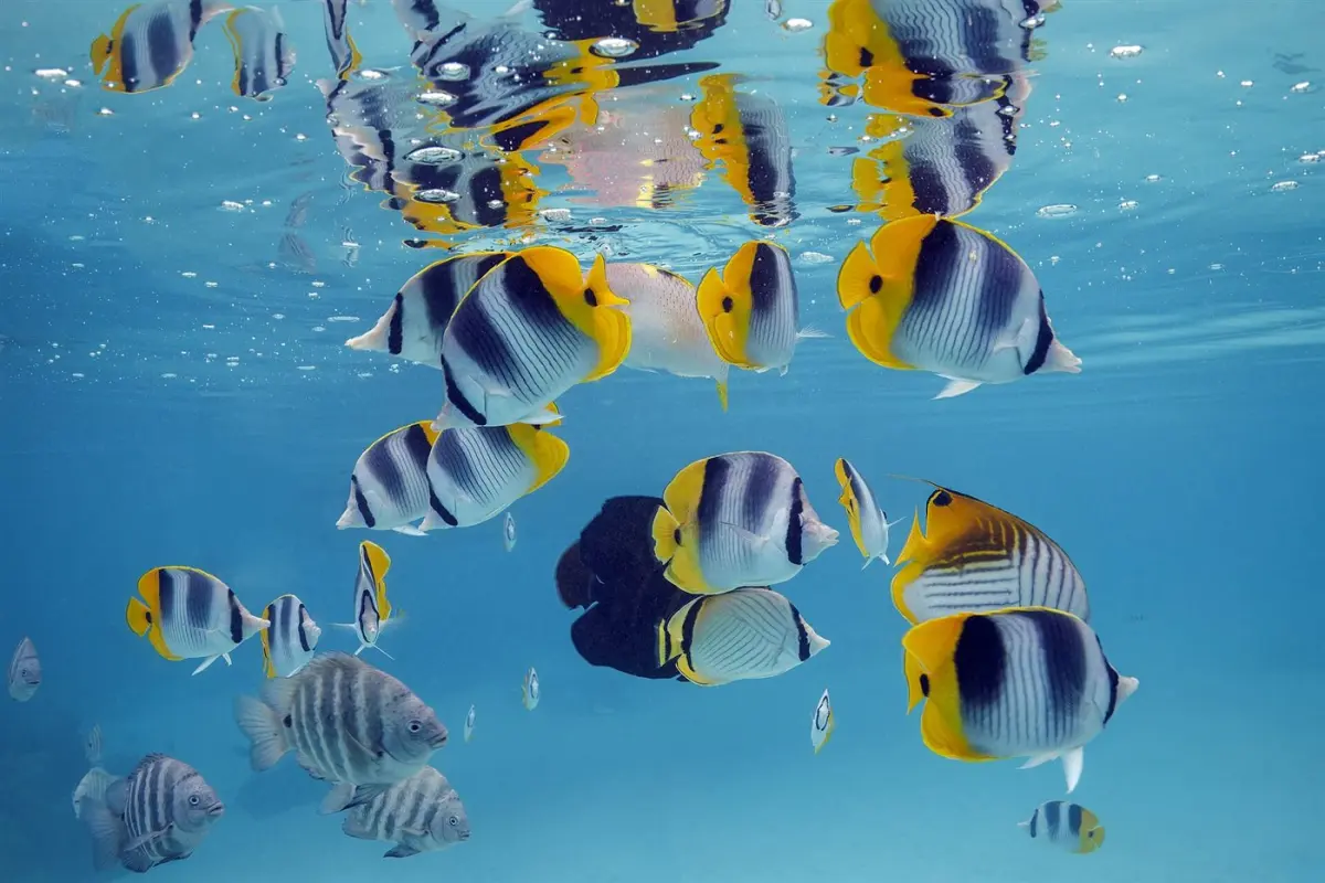 Reef fish at the shore