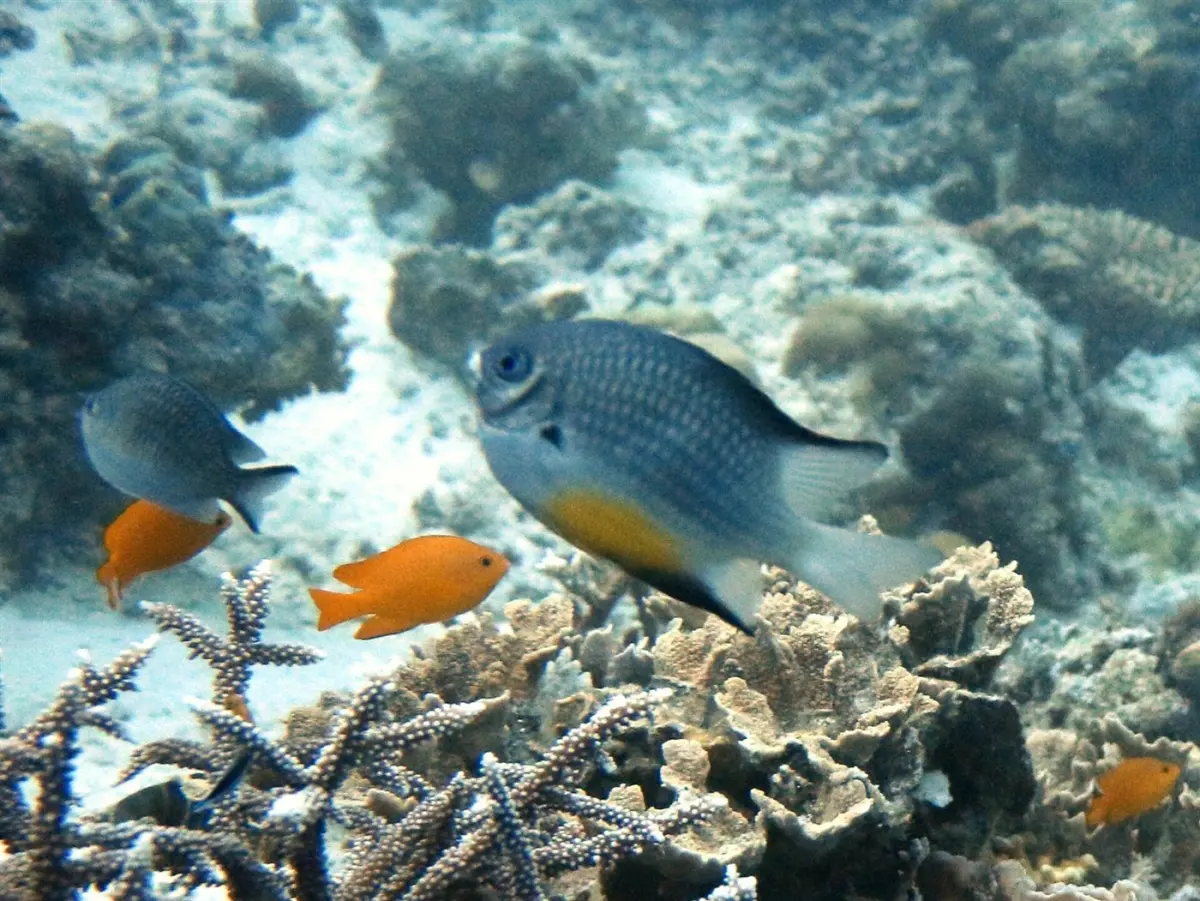 Reef fish