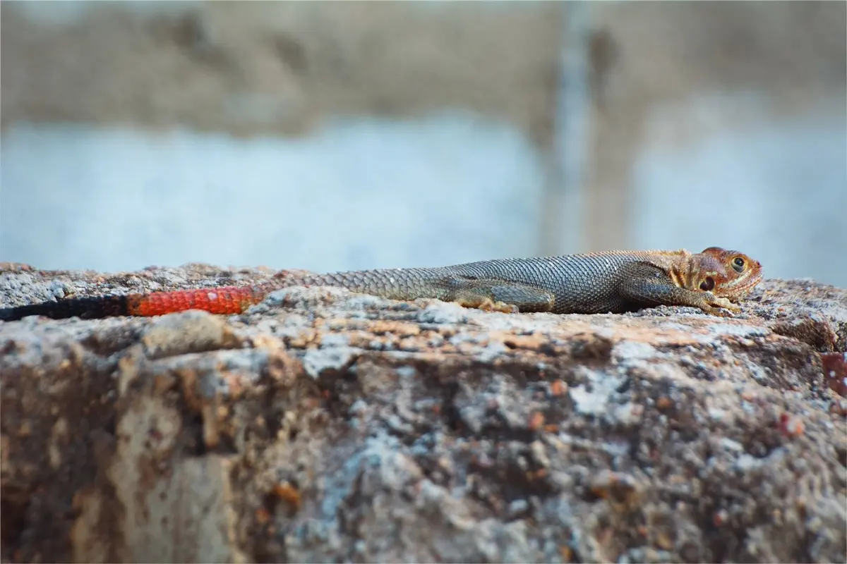 Reptiles