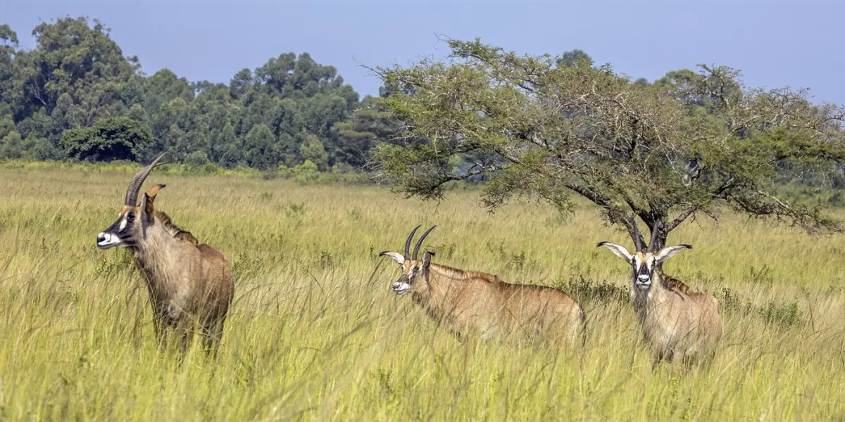 Roan antelope