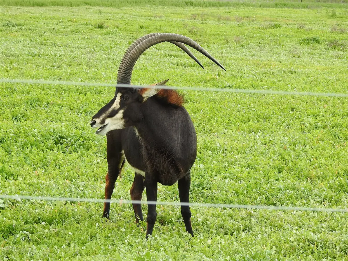 Sable & roan antelope