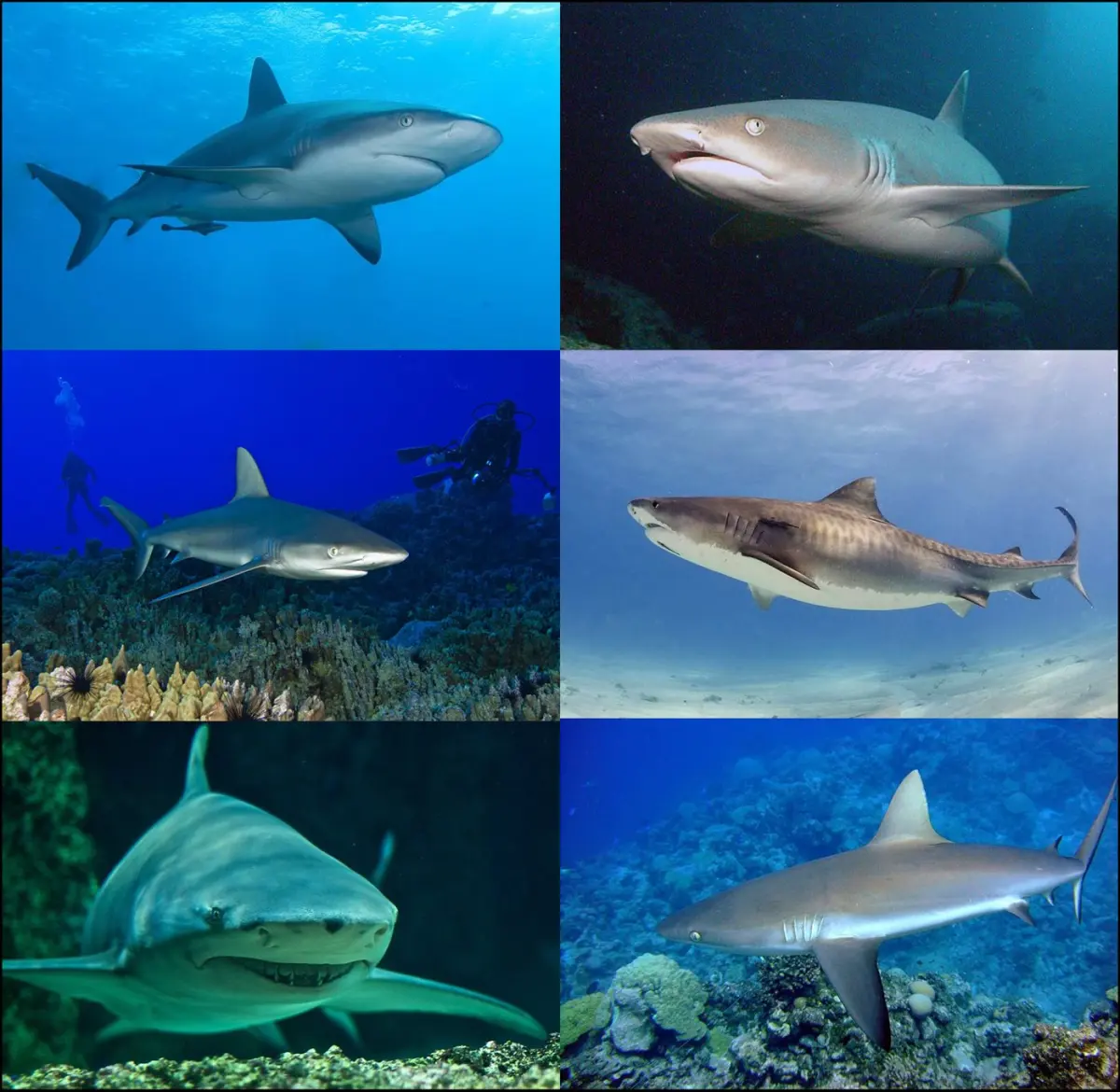 Grey reef sharks