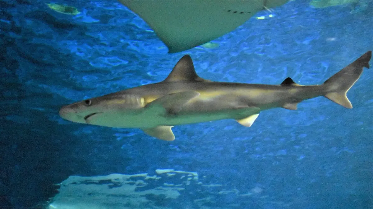 Reef sharks & rays