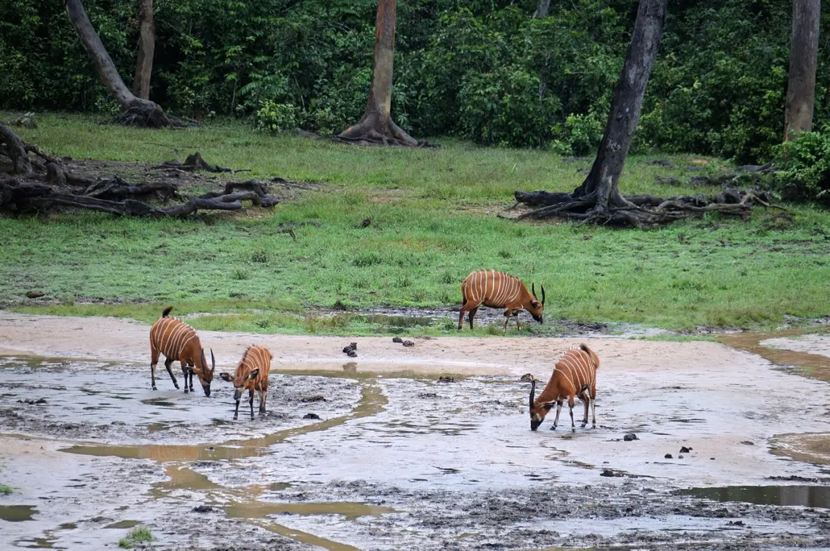 Sitatunga