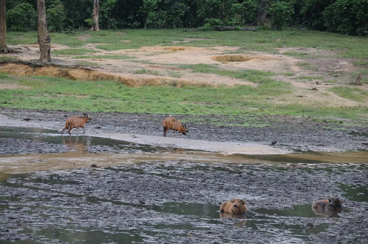 Sitatunga