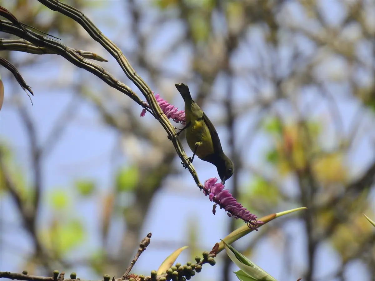 Sunbirds