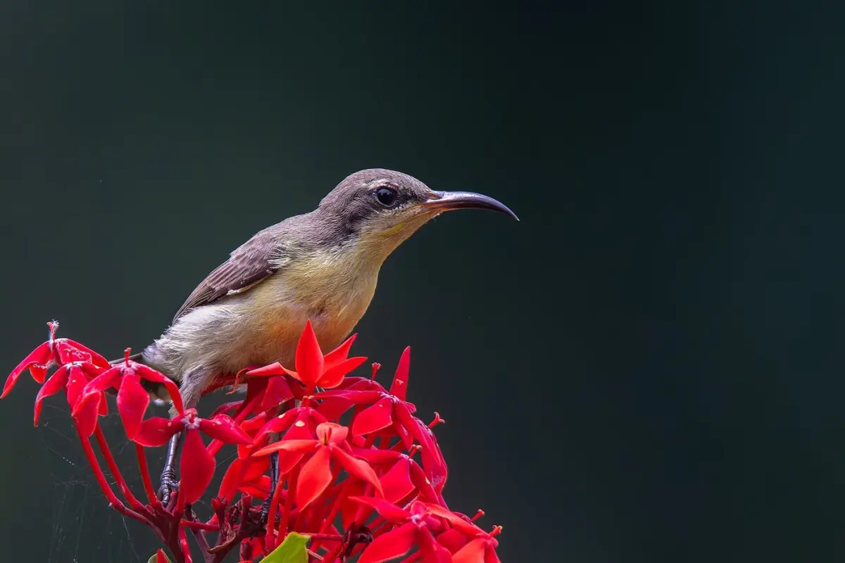 Sunbirds