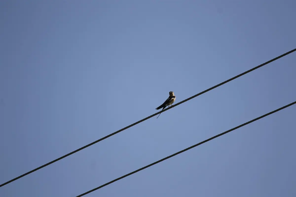 Blue swallow